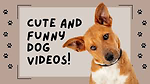 Funny videos