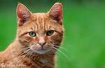 New Funny Cats And Dogs Videos funny animals
