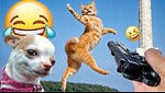 Funny animal videos