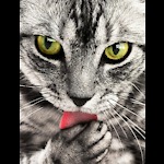 FUNNY CATS