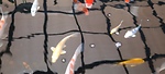 Koi Ponds