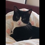 Crazy ass Cats