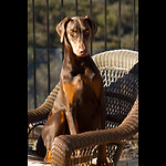 Roma The Doberman