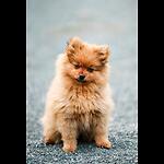 Dogs