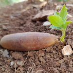 Step by step through the nature of Iran