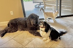 SamsonAndFriends