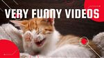 Funny videos cats and dogs