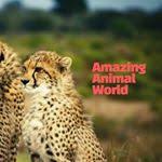 Amazing Videos Animal World Movies