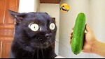 Funny Animal Videos