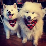 Miouk and Mambo, samoyeds