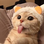 Funny Cats videos