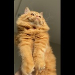 Cute cats