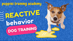 puppiestrainingacademy