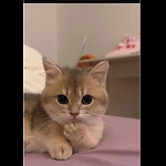 THE FASCINATING WORLDS OF CATS