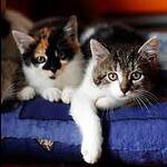 Cute cats family