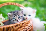 funny cute cats