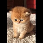 Funny Animals Content