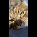 pet channel