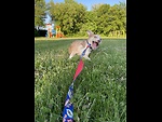 Cookie_Jumps