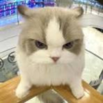 Cute Pets Compilation