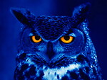 KniteOwls