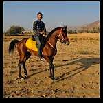Horse video
