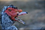 Feral Muscovy