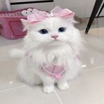 lucu ngakak