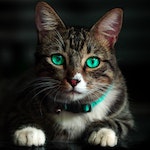 Funnyanimals888
