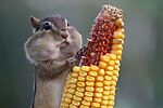 Hilarious Creatures TV 8