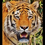 This is animals channel WILDIFE