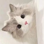 cute pet