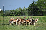 BRC Fallow Deer