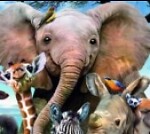 best animal videos