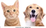 Amazing Animals