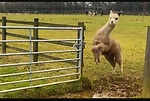 Funny animal