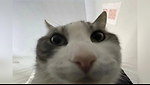 Cattos:3
