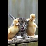 Funny Animal
