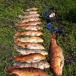 Bowfishing the Waikato River and area