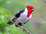 Galo de campina do Nordeste