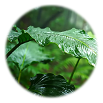 Soothing Rain Sounds