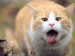 funny comic cats