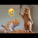 Funny Animals