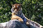 PlayWithTiger