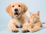 dogs cats lovers