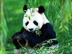 giant panda