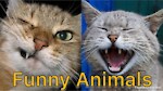 Funny Animals Video