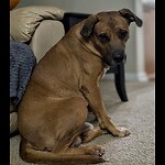 LivingwithHounds