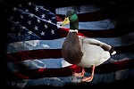 Patriot Duck