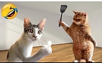 Funny pets videos